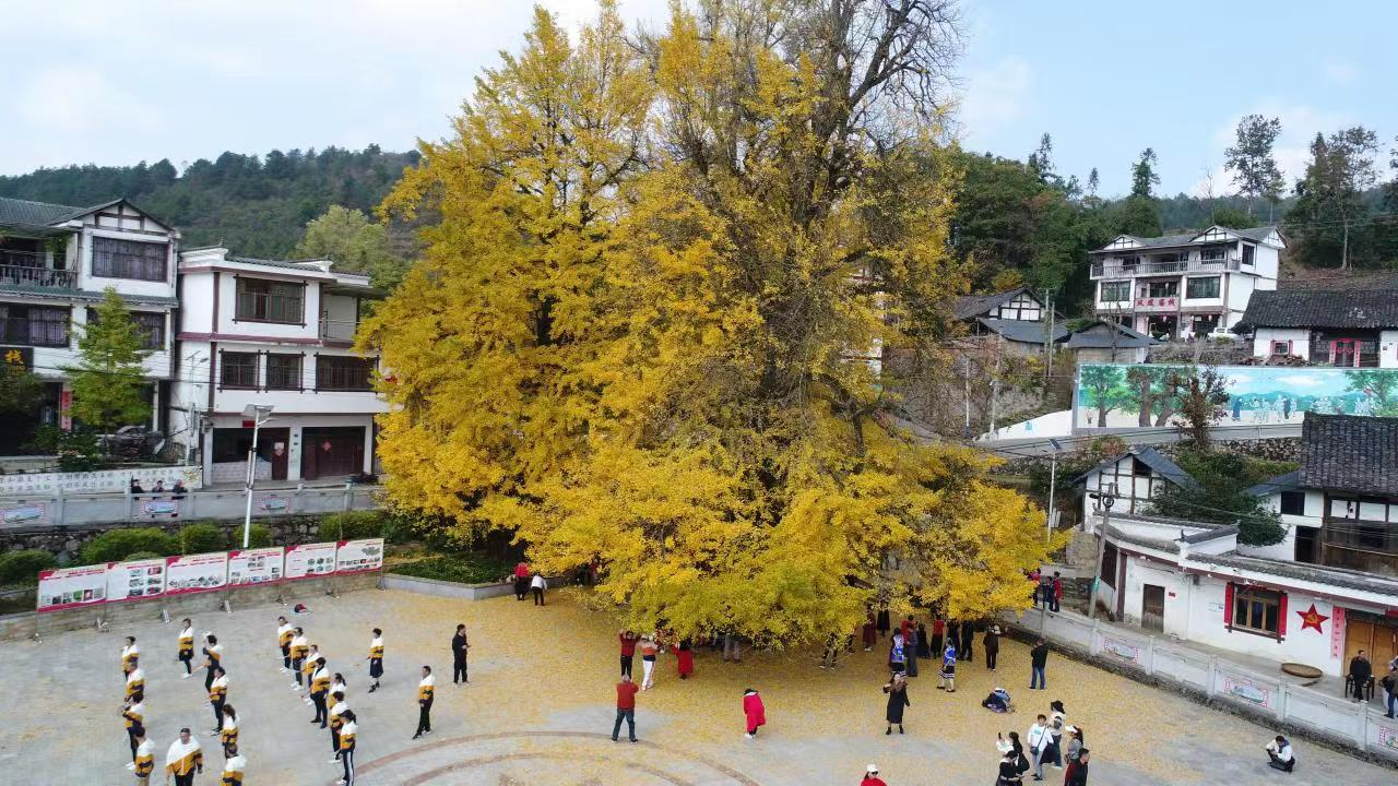 六屯鎮(zhèn)大木村杏樹(shù)1.jpg