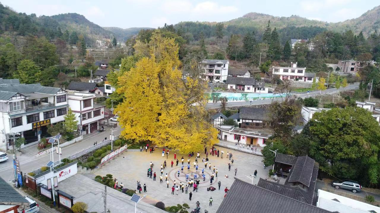 六屯鎮(zhèn)大木村杏樹(shù)2.jpg